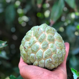 Live Sugar Apple Tree - Annona squamosa Exotic Fruit Plant - Image 3