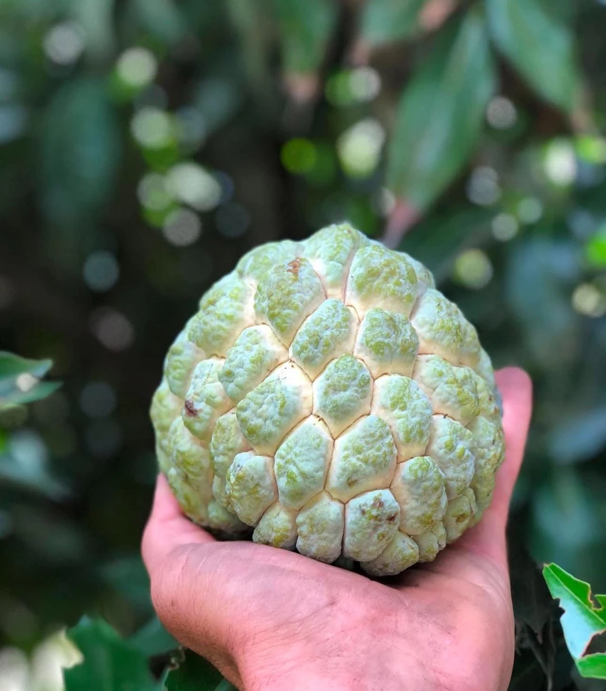 Live Sugar Apple Tree - Annona squamosa Exotic Fruit Plant - Image 3