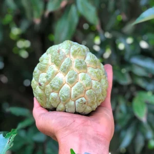 Live Sugar Apple Tree - Annona squamosa Exotic Fruit Plant - Image 4