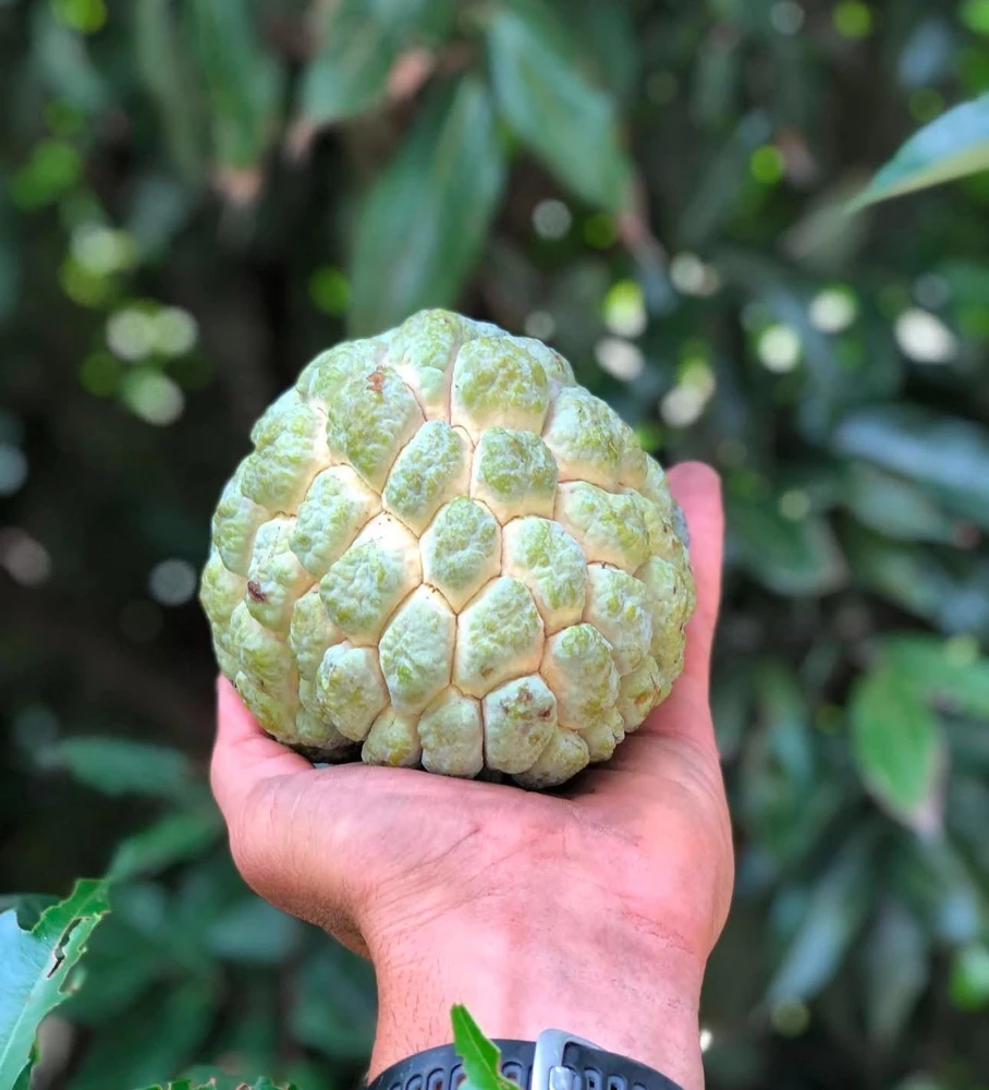 Live Sugar Apple Tree - Annona squamosa Exotic Fruit Plant - Image 4