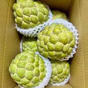 Live Sugar Apple Tree - Annona squamosa Exotic Fruit Plant - Image 5