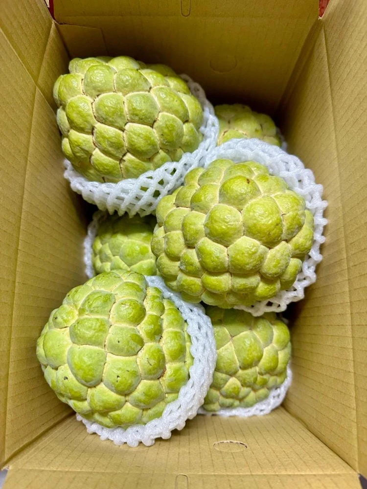 Live Sugar Apple Tree - Annona squamosa Exotic Fruit Plant - Image 5