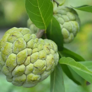 Live Sugar Apple Tree - Annona squamosa Exotic Fruit Plant - Image 6
