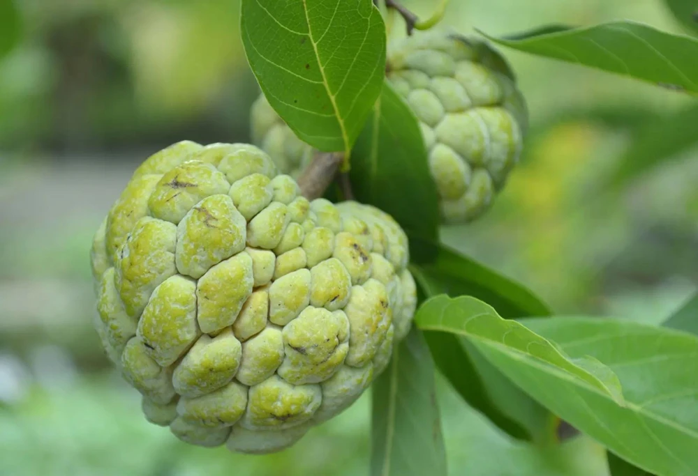 Live Sugar Apple Tree - Annona squamosa Exotic Fruit Plant - Image 6