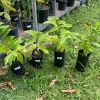 Live Sugar Apple Tree - Annona squamosa Exotic Fruit Plant - Image 1