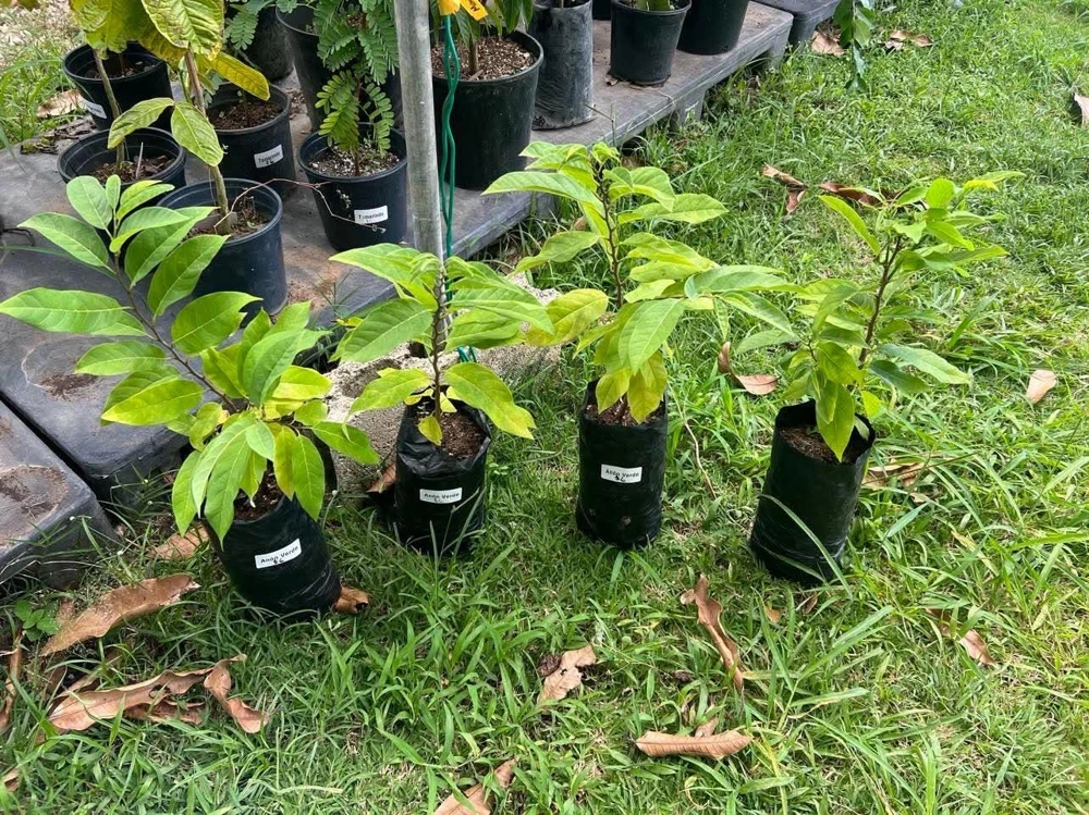 Live Sugar Apple Tree - Annona squamosa Exotic Fruit Plant - Image 1