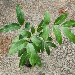 Logan Fruit Tree Live Plant - Dimocarpus longan, 2-3 ft Tall, Tropical Fruit - Image 10