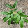 Logan Fruit Tree Live Plant - Dimocarpus longan, 2-3 ft Tall, Tropical Fruit - Image 1