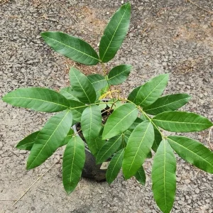 Logan Fruit Tree Live Plant - Dimocarpus longan, 2-3 ft Tall, Tropical Fruit - Image 1