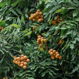 Logan Fruit Tree Live Plant - Dimocarpus longan, 2-3 ft Tall, Tropical Fruit - Image 7