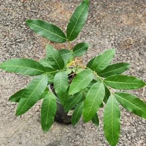 Logan Fruit Tree Live Plant - Dimocarpus longan, 2-3 ft Tall, Tropical Fruit - Image 8