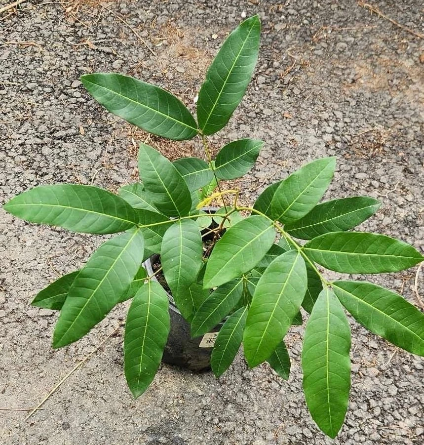 Longan Live Fruit Tree - Tropical Dragon Eye Plant, 10-24 inches Tall - Image 10