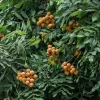 Longan Live Fruit Tree - Tropical Dragon Eye Plant, 10-24 inches Tall - Image 1