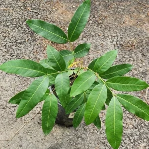 Longan Live Fruit Tree - Tropical Dragon Eye Plant, 10-24 inches Tall - Image 7