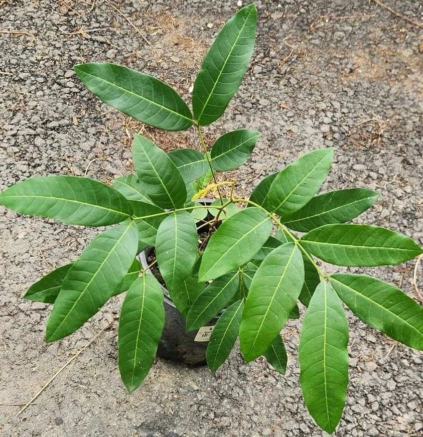 Longan Live Fruit Tree - Tropical Dragon Eye Plant, 10-24 inches Tall - Image 7
