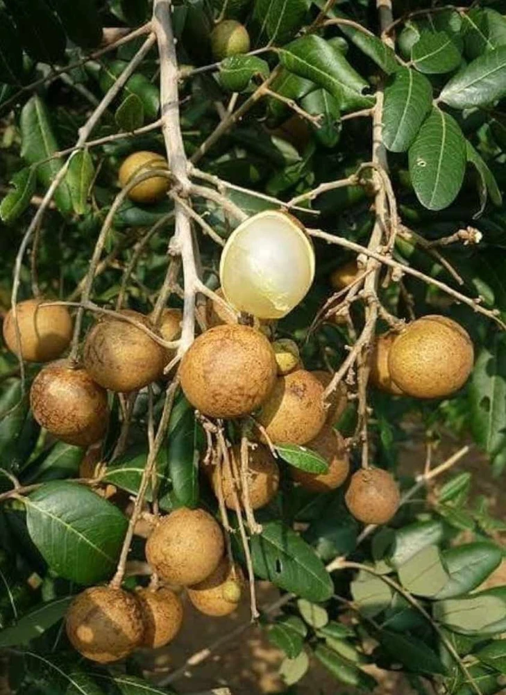 Longan Live Fruit Tree - Tropical Dragon Eye Plant, 10-24 inches Tall - Image 8