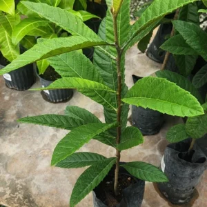 Loquat Live Fruit Tree - 10 to 24 Inches Tall - Fast Growing Edible Plant - Image 6