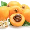Loquat Live Fruit Tree - 10 to 24 Inches Tall - Fast Growing Edible Plant - Image 1