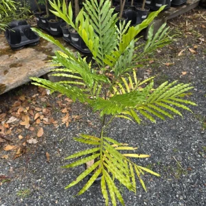 Lygodium Japonicum Live Plant - Japanese Fern Tree 1-2 ft Tall Outdoor Vine - Image 2