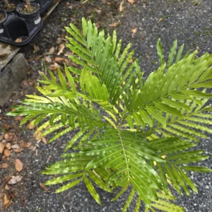 Lygodium Japonicum Live Plant - Japanese Fern Tree 1-2 ft Tall Outdoor Vine - Image 3