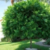 Lygodium Japonicum Live Plant - Japanese Fern Tree 1-2 ft Tall Outdoor Vine - Image 1