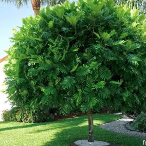 Lygodium Japonicum Live Plant - Japanese Fern Tree 1-2 ft Tall Outdoor Vine - Image 1