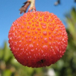 Madroño Strawberry Tree Live Plant - Arbutus Unedo 2-3 ft Tall - Image 3