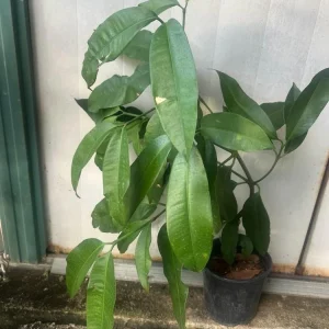 Madroño Strawberry Tree Live Plant - Arbutus Unedo 2-3 ft Tall - Image 7