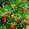 Madroño Strawberry Tree Live Plant - Arbutus Unedo 2-3 ft Tall - Image 1