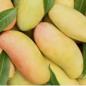 Mahachanok Mango Live Fruit Tree, Grafted (3-4ft) - Tropical Plant - Image 5