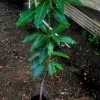 Mahachanok Mango Live Fruit Tree, Grafted (3-4ft) - Tropical Plant - Image 1