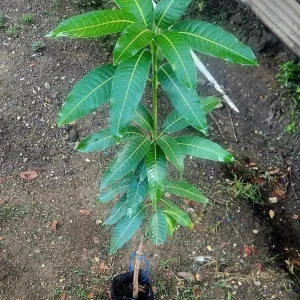 Mahachanok Mango Live Plant – Grafted Fruit Tree – Sweet Fiberless Fruit - Image 2
