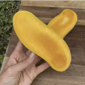 Mahachanok Mango Live Plant – Grafted Fruit Tree – Sweet Fiberless Fruit - Image 3