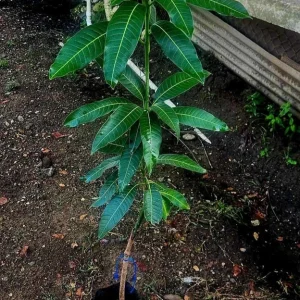 Mahachanok Mango Live Plant – Grafted Fruit Tree – Sweet Fiberless Fruit - Image 4