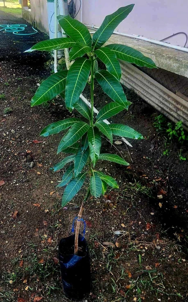 Mahachanok Mango Live Plant – Grafted Fruit Tree – Sweet Fiberless Fruit - Image 4