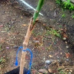 Mahachanok Mango Live Plant – Grafted Fruit Tree – Sweet Fiberless Fruit - Image 5