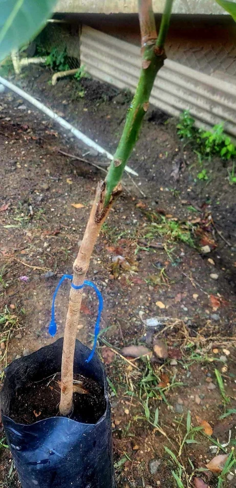 Mahachanok Mango Live Plant – Grafted Fruit Tree – Sweet Fiberless Fruit - Image 5