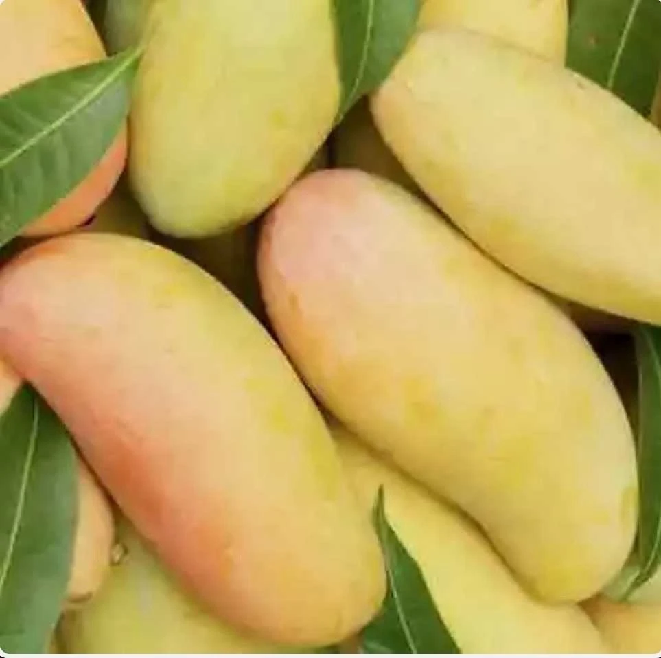 Mahachanok Mango Live Plant – Grafted Fruit Tree – Sweet Fiberless Fruit - Image 1