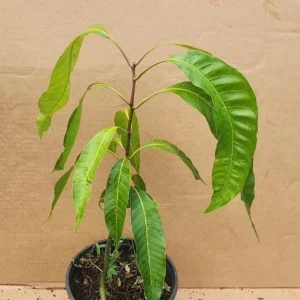 Mahachanok Mango Tree Seedling Live Plant - Fast-Growing, High-Yield Tropical Fruit - Image 2