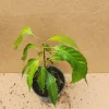 Mahachanok Mango Tree Seedling Live Plant - Fast-Growing, High-Yield Tropical Fruit - Image 1