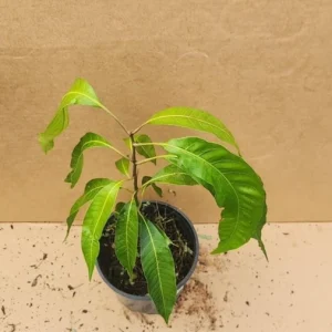 Mahachanok Mango Tree Seedling Live Plant - Fast-Growing, High-Yield Tropical Fruit - Image 1