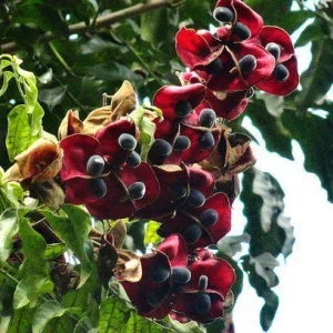 Majidea Zanguebarica Live Tree Plant - Black Pearl Tree 1 Ft Tall - Image 2