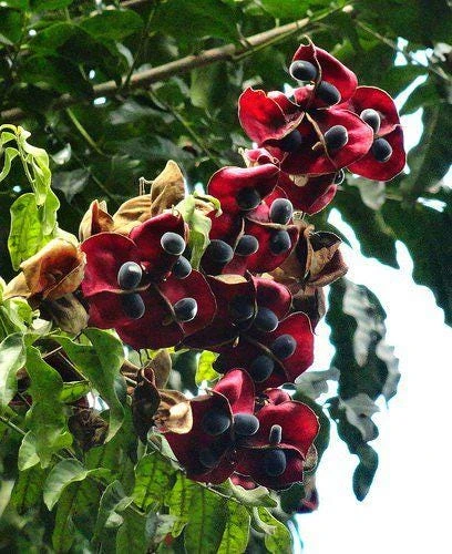 Majidea Zanguebarica Live Tree Plant - Black Pearl Tree 1 Ft Tall - Image 2
