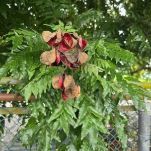 Majidea Zanguebarica Live Tree Plant - Black Pearl Tree 1 Ft Tall - Image 1