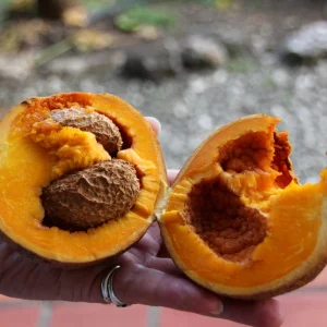 Mamey Criollo Americano Live Fruit Tree – 12-24 inch Plant – Tropical Outdoor - Image 3