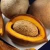 Mamey Criollo Americano Live Fruit Tree – 12-24 inch Plant – Tropical Outdoor - Image 1