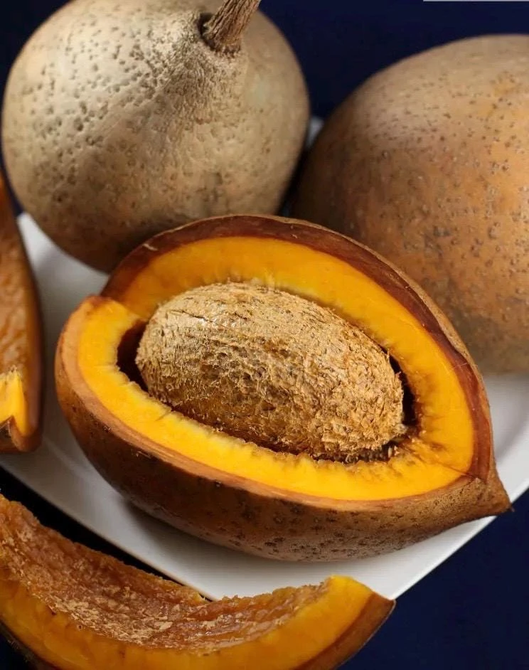 Mamey Criollo Americano Live Fruit Tree – Mammea americana – 2-3 ft Tall - Image 2
