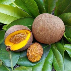 Mamey Criollo Americano Live Fruit Tree – Mammea americana – 2-3 ft Tall - Image 3
