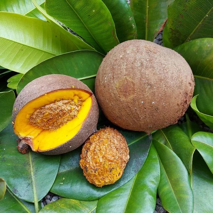 Mamey Criollo Americano Live Fruit Tree – Mammea americana – 2-3 ft Tall - Image 3