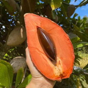 Mamey Sapote Live Tropical Fruit Tree 12-24 inch - Pouteria sapota - Image 2